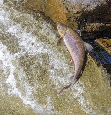 Salmon