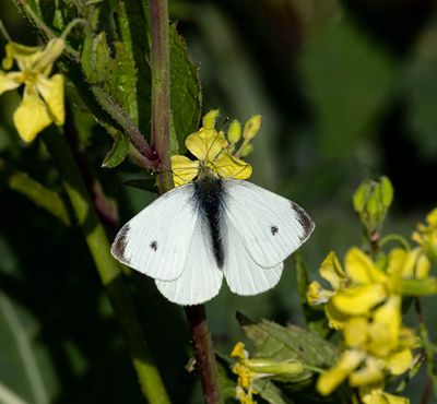 Small White (Pieris rapae)