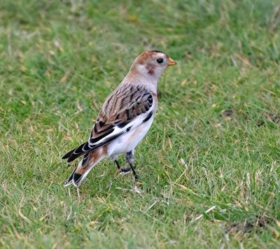 Snow Bunting