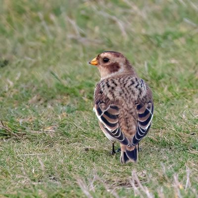 Snow Bunting