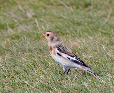 Snow Bunting