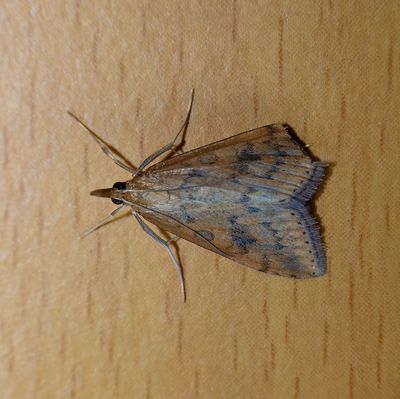 Rusty Dot Pearl (Udea ferrugalis)