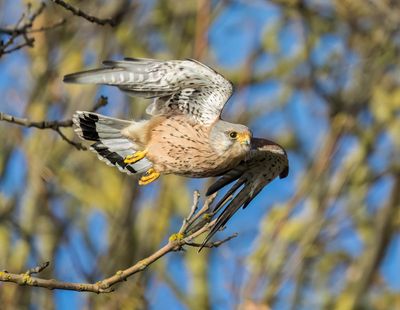 Kestrel