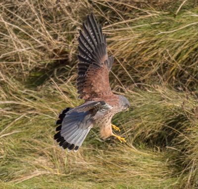 Kestrel