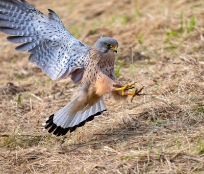 Kestrel