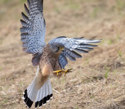 Kestrel