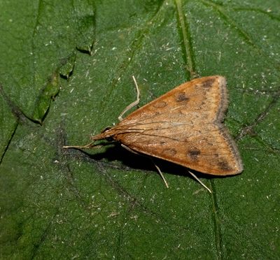 Rusty Dot Pearl (Udea ferrugalis)