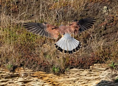 Kestrel