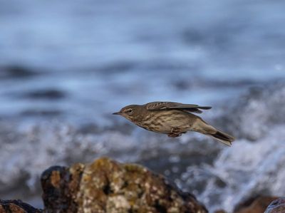 Rock Pipit