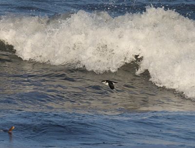 Little Auk