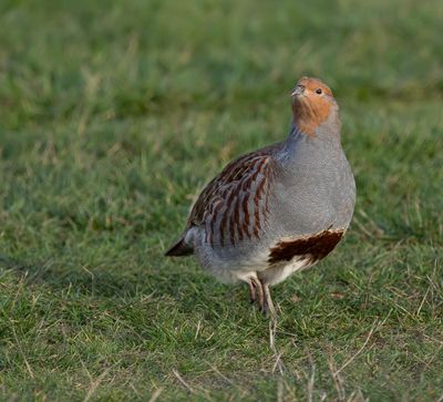 Grey Partridge