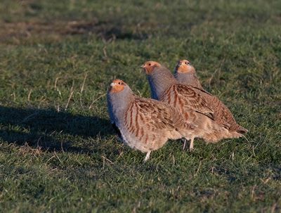 Grey Partridge