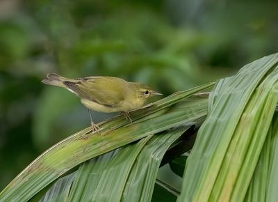Tennessee Warbler