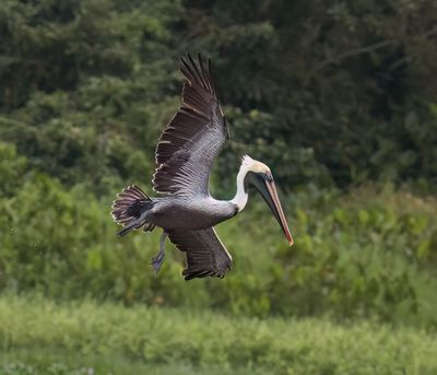 Brown Pelican
