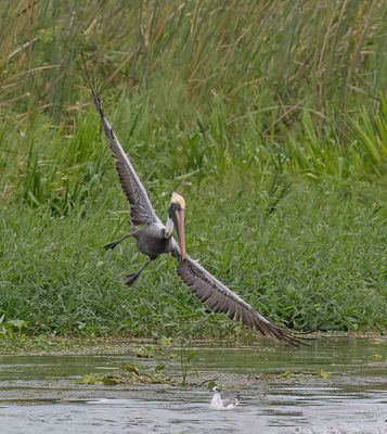 Brown Pelican