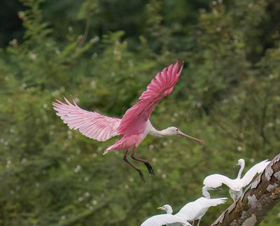 Roseate Spoonbill