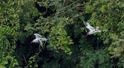 Red-billled Tropicbird