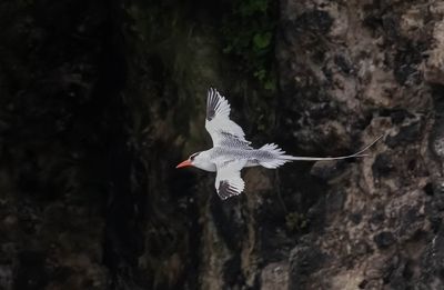 Red-billed Tropicbird
