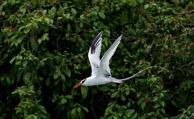 Red-billed Tropicbird