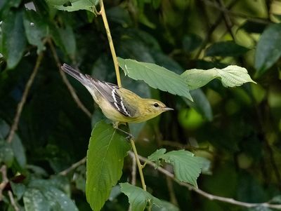 Bay-breasted Warbler