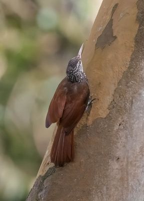 Straight-billed Woodcreeper