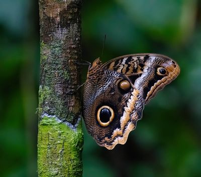 Owl butterfly (Caligo sp)