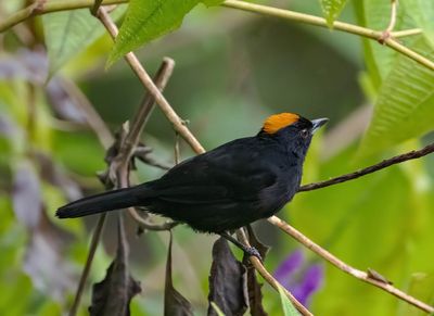 Tawny-crested Tanager