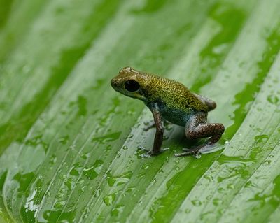 Strawberry Poison Frog