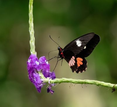 Cattleheart (Parides eurimedes)