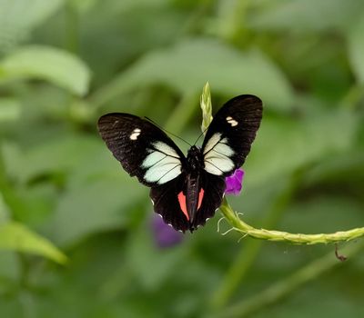 Cattleheart (Parides eurimedes)