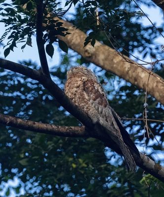 Great Potoo