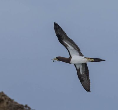 Brown Booby