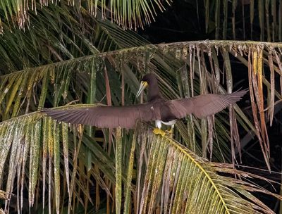 Brown Booby