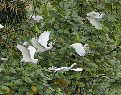 Snowy Egrets