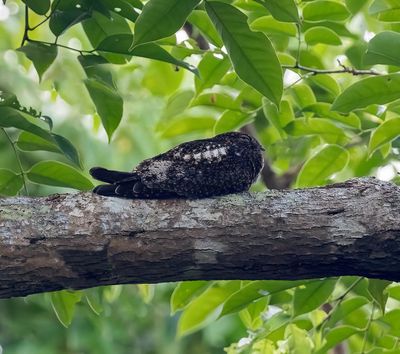 Short-tailed Nighthawk