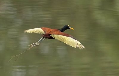 Northern Jacana