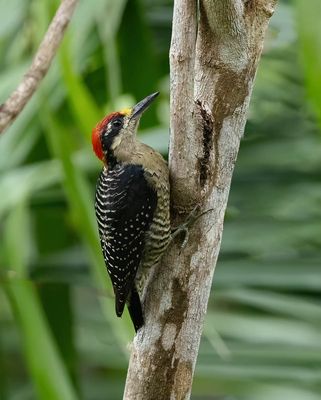 Black-cheeked Woodpecker