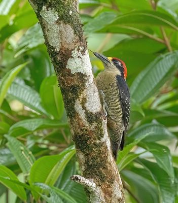 Black-cheeked Woodpecker