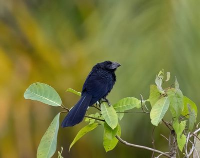 Smooth-billed Ani