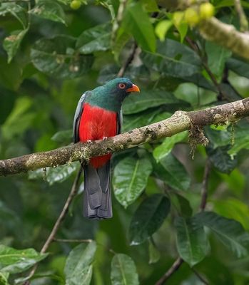 Black-tailed Trogon