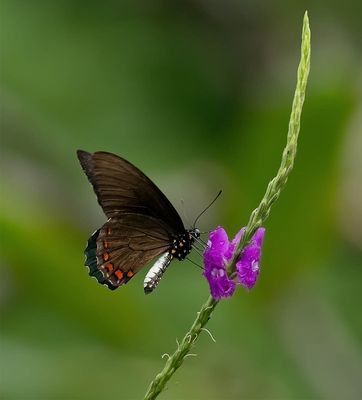 Two-barred Flasher (Telegonus fulgerator)
