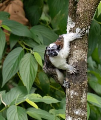 Geoffrey's Tamarin