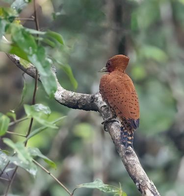 Cinnamon Woodpecker