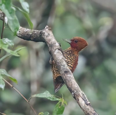 Cinnamon Woodpecker