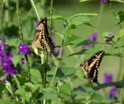 BUTTERFLIES etc