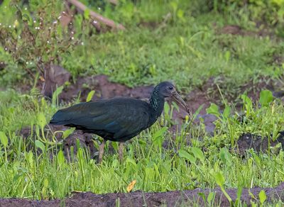 Green Ibis
