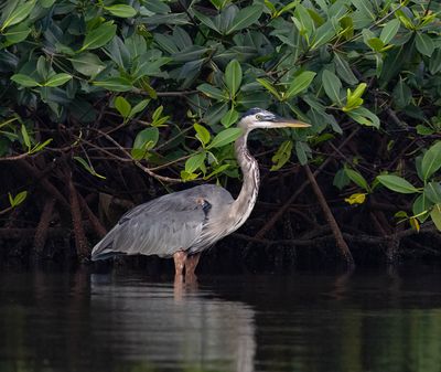 Great Blue Heron