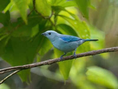 Blue-grey Tanager