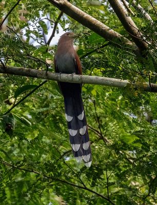 Squirrel Cuckoo