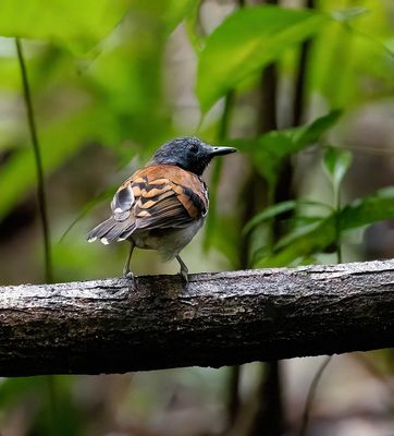 Spotted Antbird
